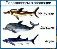 Пример параллелизма в эволюции формы тела у хрящевых рыб (акула), рептилий (ихтиозавр) и млекопитающий (дельфин)