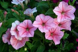http://wallpapersin4k.net/wp-content/uploads/2016/12/Petunia-Wallpapers-11.jpg