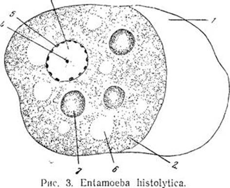 Амеба дизентерийная строение рисунок