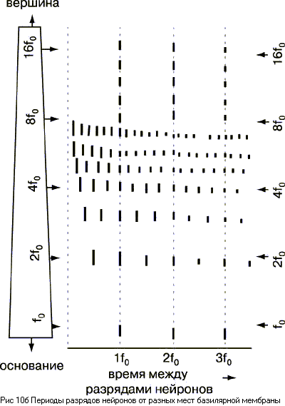 Основы психоакустики (Интересные особенности психоакустики)