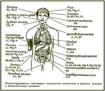 Схема химические элементы в организме человека