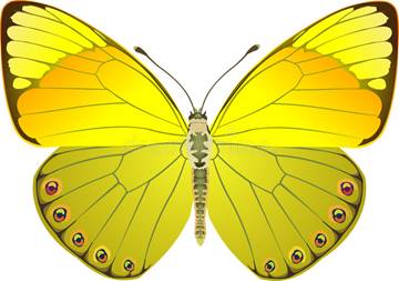 желтый-цвет-фантазии-бабочки-456834