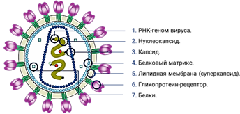 https://fsd.videouroki.net/products/conspekty/bio10/20-nekletochnye-formy-zhizni-virusy-i-bakteriofagi.files/image006.png