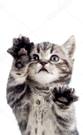 depositphotos_10500673-stock-photo-funny-standing-playful-kitten-isolated.jpg