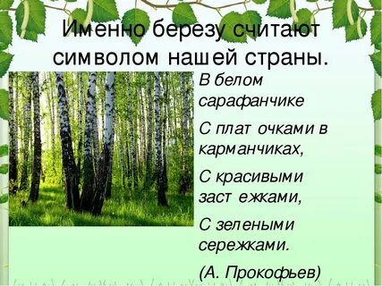 Именно березу считают символом нашей страны. 