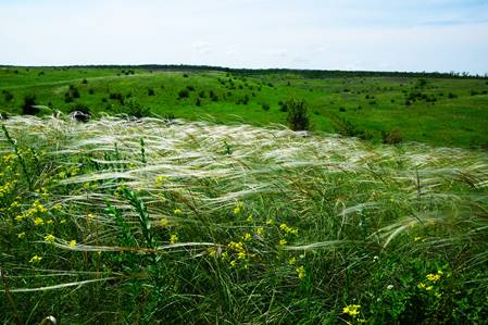 http://meotyda.ru/sites/default/files/images/uploads/Stanichnik/16-05-28/6.jpg