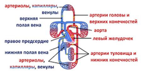 Строение и работа сердца. Круги кровообращения | Биология, Сердечный цикл,  Анатомия