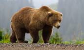 Виды медведей: бурые медведи