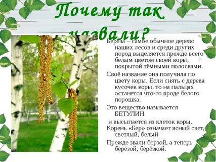 Береза повислая. 