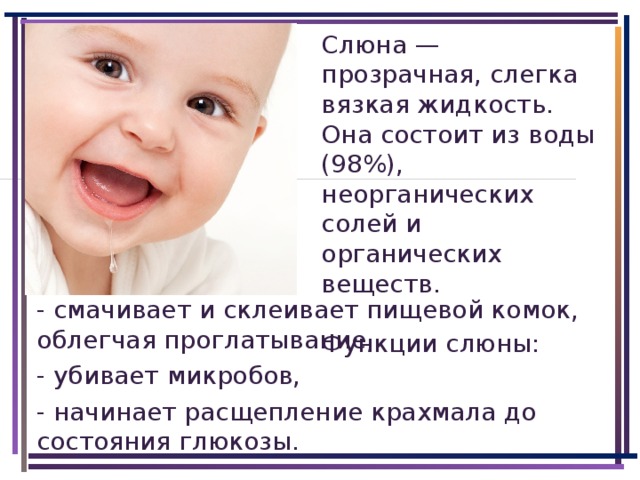 Слюна — прозрачная, слегка вязкая жидкость. Она состоит из воды (98%), неорганических солей и органических веществ. Функции слюны: - смачивает и склеивает пищевой комок, облегчая проглатывание, - убивает микробов, - начинает расщепление крахмала до состояния глюкозы.