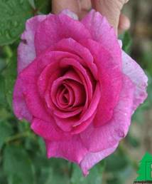 Роза "Виолетта" (Rose Violetta) - Розы чайногибридные (Каталог ...