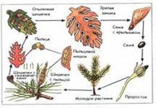 https://fsd.multiurok.ru/html/2017/02/19/s_58a97f0fc4c22/566502_6.jpeg
