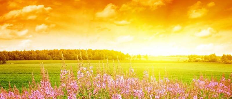 Разрешение 1920x1080, оранжевое, пейзаж, Scrumptious landscape, растения, закат, поле, уже 39970-я картинка в базе zwalls.ru
