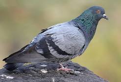 Сизый, или скалистый голубь (Columba livia)