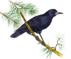 сканирование0031