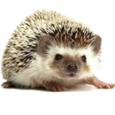 https://iqsha.ru/upload/imglib/8/9/2/i89241/id89241.png?size=imglib-size-130