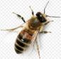 https://img.favpng.com/19/18/1/langstroth-on-the-hive-honey-bee-beehive-worker-bee-png-favpng-y95dxFRDNS4sSL16BphEsGY7u.jpg