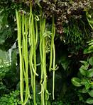 http://upload.wikimedia.org/wikipedia/commons/thumb/6/6d/Disocactus_flagelliformis.jpg/220px-Disocactus_flagelliformis.jpg