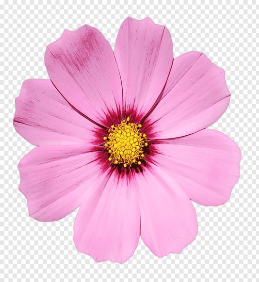 https://f1.pngfuel.com/png/994/265/306/flower-flowering-plant-petal-pink-plant-watercolor-paint-wet-ink-cosmos-daisy-family-garden-cosmos-african-daisy-png-clip-art.png