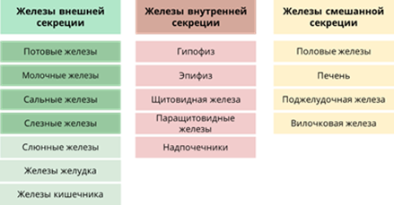 https://videouroki.net/videouroki/conspekty/bio8/47-zhieliezy-vnieshniei-vnutrienniei-i-smieshannoi-siekrietsii.files/image002.png