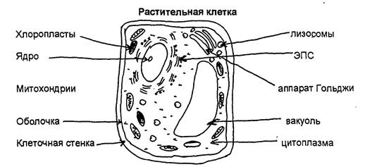 Цель: находить особенности строения клеток различных организмов, сравнивать их между собой. Оборудование: графическое изображение клеток растений, животных.-2