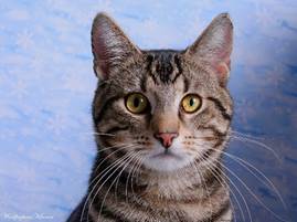 Animals___Cats_____Cat_logo_on_the_forehead_093279_