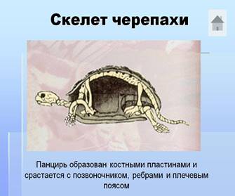 http://5klass.net/datas/biologija/Tip-khordovye-7-klass/0028-028-Skelet-cherepakhi.jpg