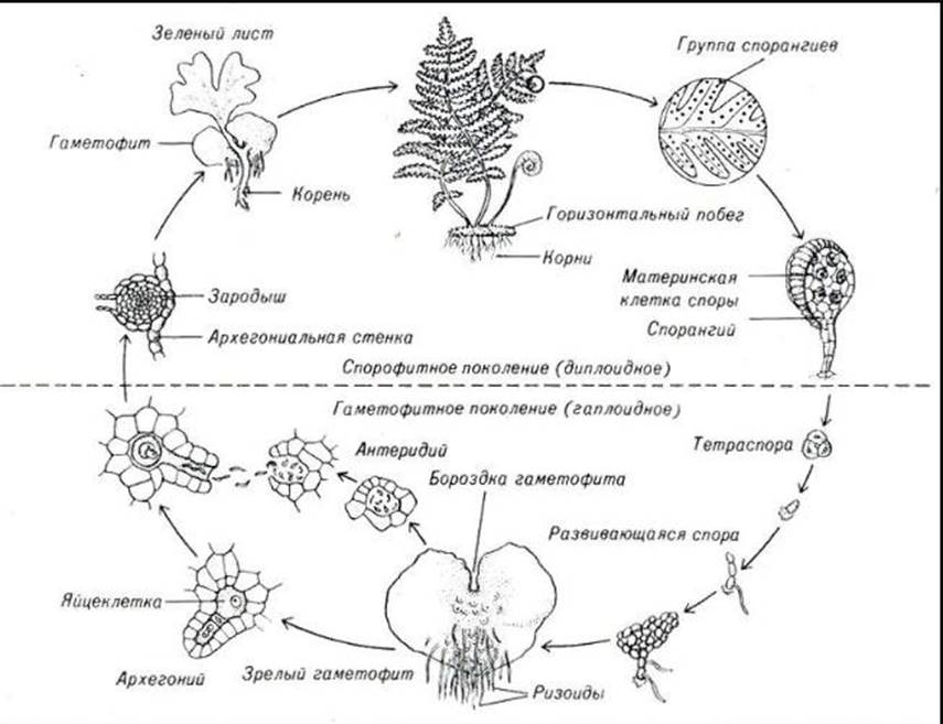 При делении жизненного цикла овощных растений онтогенез. Цикл размножения папоротников. Цикл бесполого размножения папоротников. Жизненный цикл папоротника бесполое поколение. Жизненный цикл папоротника схема.
