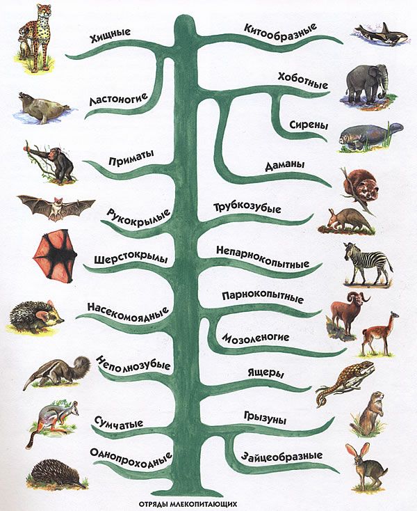 Отряды млекопитающих. (с изображениями) | Млекопитающие, Уроки ...