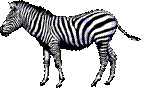 zebra-hd-png-vector-illustration-of-striped-african-equid-zebra-horse-1119.png