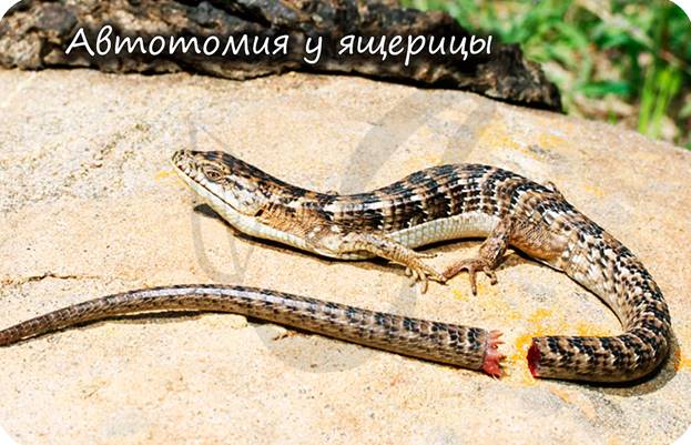 Ящерица отбрасывает хвост