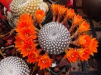 rebutia krainziana