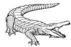 alligator-coloring-pages-1