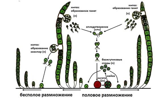 Происхождение растений (fb2) | Флибуста