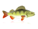 https://static6.depositphotos.com/1096434/587/v/950/depositphotos_5874435-stock-illustration-perch-fish.jpg