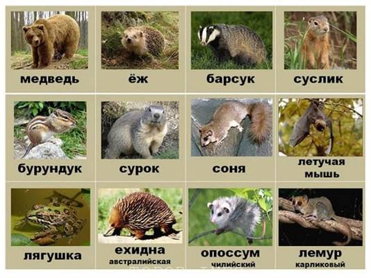 Кто впадает в спячку