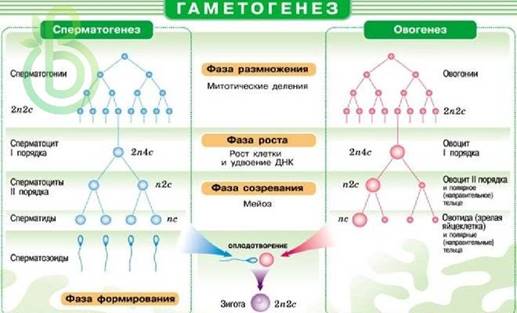 Ð“Ð°Ð¼ÐµÑ‚Ð¾Ð³ÐµÐ½ÐµÐ·. Ð¡Ñ‚Ñ€Ð¾ÐµÐ½Ð¸Ðµ Ð¿Ð¾Ð»Ð¾Ð²Ñ‹Ñ… ÐºÐ»ÐµÑ‚Ð¾Ðº Ð¸ Ð¾Ð¿Ð»Ð¾Ð´Ð¾Ñ‚Ð²Ð¾Ñ€ÐµÐ½Ð¸Ðµ