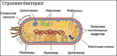 https://fsd.videouroki.net/products/conspekty/biobot/27-stroenie-i-funkcionirovanie-prokarioticheskoj-kletki.files/image004.jpg