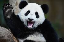 https://animalzoom.ru/sites/default/files/bolshaia-panda-3.jpg