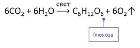 https://fsd.videouroki.net/products/conspekty/himia10/31-uglevody-monosaharidy-vazhnejshie-predstaviteli.files/image011.jpg