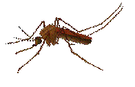 http://pngimg.com/uploads/mosquito/mosquito_PNG18145.png