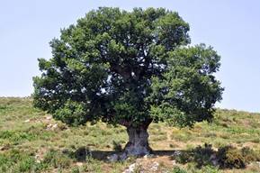 http://psifactor.info/wp-content/uploads/2016/11/800px-Oak_tree_in_Corsica.jpg