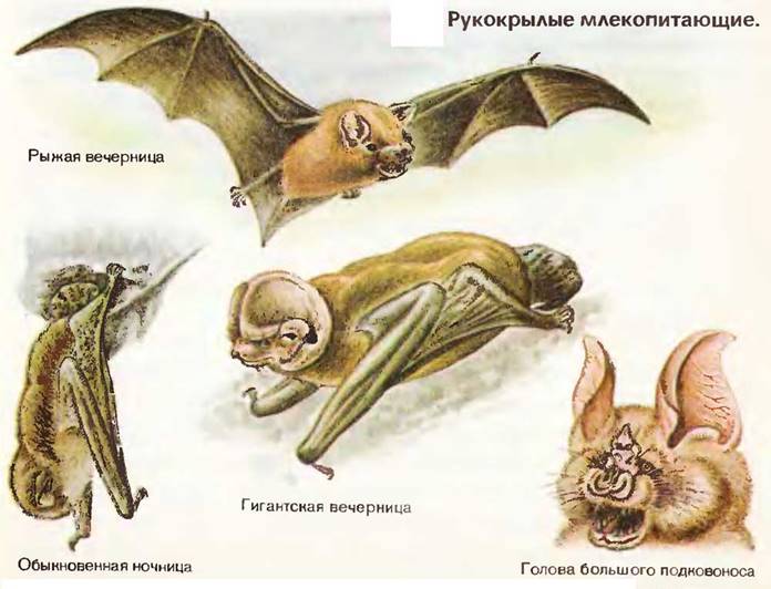 Отряд рукокрылые презентация