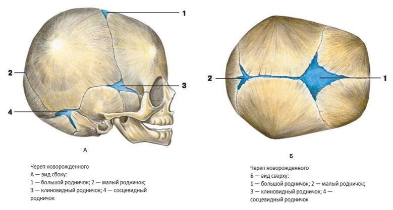 Роднички черепа анатомия. Лямбдовидный шов черепа. Строение черепа вид сверху.