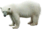 Polar_Bears_37.png