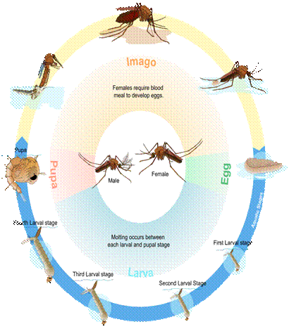 1200px-Culex_mosquito_life_cycle_en.svg
