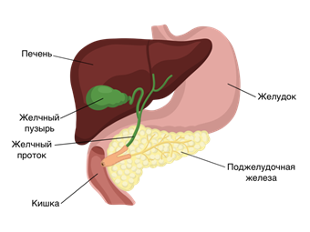 печень.png