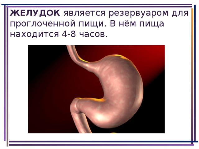 ЖЕЛУДОК  является резервуаром для проглоченной пищи. В нём пища находится 4-8 часов.