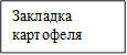 Закладка картофеля