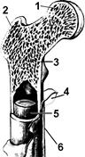https://studfile.net/html/2706/505/html_NkElCbTst8.7Ph3/img-xvNRlV.png